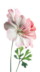 Beautiful Cranesbill Flower and Leaves on PNG Background. Generative AI.