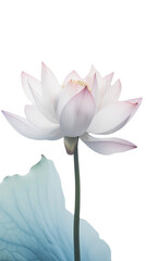 Fototapeta na wymiar Amazing Image of Beautiful Blooming Lotus Flower with Leaves on PNG Background. Generative AI.