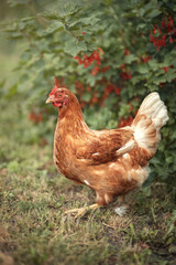 Photo of a beautiful chicken near a red currant bush.