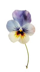 Watercolor Pansy Flower on Transparent Background. Generative AI.