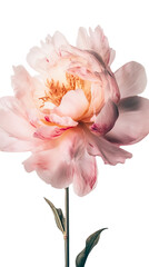 Fototapeta premium Striking Image of Soft Pink Peony Lactiflora Flower on PNG Background. Generative AI.