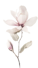 Amazing Image of Magnolia Flower Branch on Transparent Background. Generative AI.