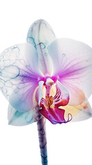 Striking Macro Shot of Water Droplets Orchid Flower. Generative AI.