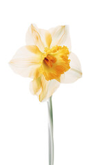 Stunning Image of Yellow Daffodil Flower on Transparent Background. Generative AI.