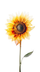 Watercolor Beautiful Sunflower on Transparent Background. Generative AI.