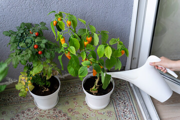 A woman's hand pours fresh vegetables, cherry tomatoes and hot chili peppers grown on the balcony...