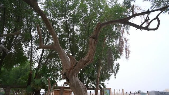 Tree of Adam or of Knowledge, El Qurna in Iraq. Tilt-up orbiting