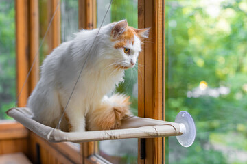 domestic cat looks out the window sitting in a hammock