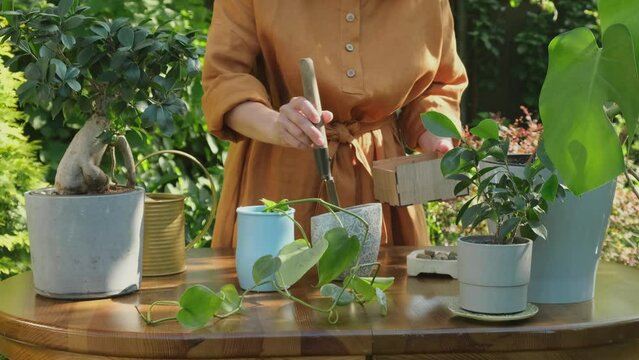 Gardening. Young woman planting epipremnum plant cuttings into flowerpot in back yard garden. 