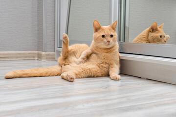 domestic cat sits on the floor in a funny pose