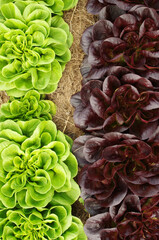 grüner und roter Salanova Kopfsalat im Gartenbeet - 617350596