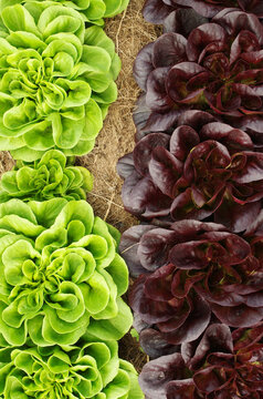gr&uuml;ner und roter Salanova Kopfsalat im Gartenbeet