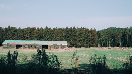 Fototapeta premium windbreaks and meadows