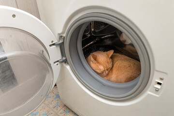 domestic cat lies in the tank of the washing machine.
