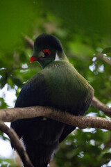 red billed bird
