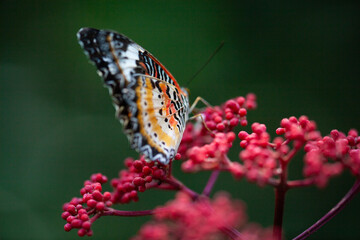 butterfly on flower
