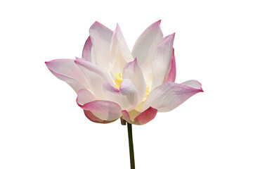 Immerse yourself in the serene beauty of Buddhism with our stunning collection of lotus flower photographs. Celebrate Visakha Bucha Day and experience the sacred rituals, harmony, and enlightenment th