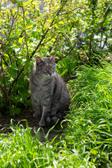 Naklejka na ściany i meble A gray adult cat sits in the garden