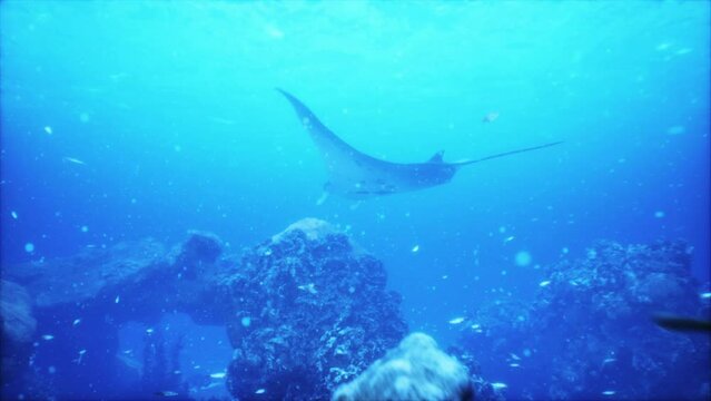 serene beauty of a manta ray flying over a vibrant coral reef in a tropical sea is truly mesmerizing