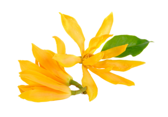 Champaka on transparent png