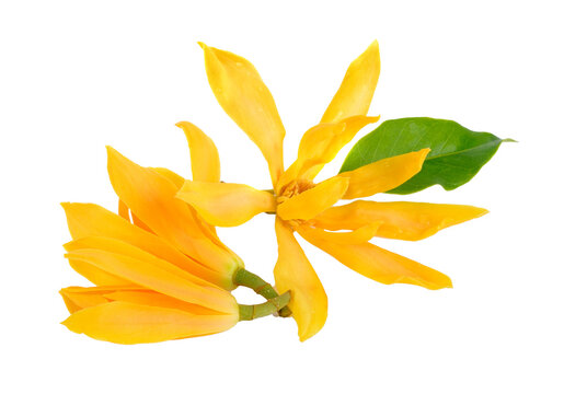 Champaka on transparent png