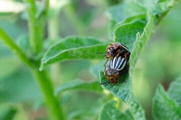 Fototapeta na wymiar A colorado potato beetle eating the potato leaf