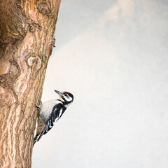 Woodpecker in a willow tree
