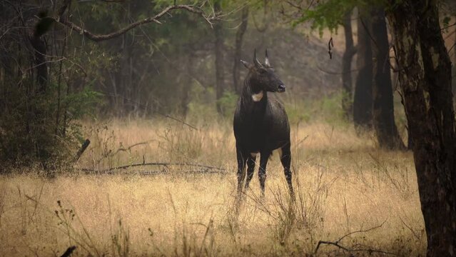 Incredible close-up of a huge male of wild nilgai (blue bull) eating in the jungle.