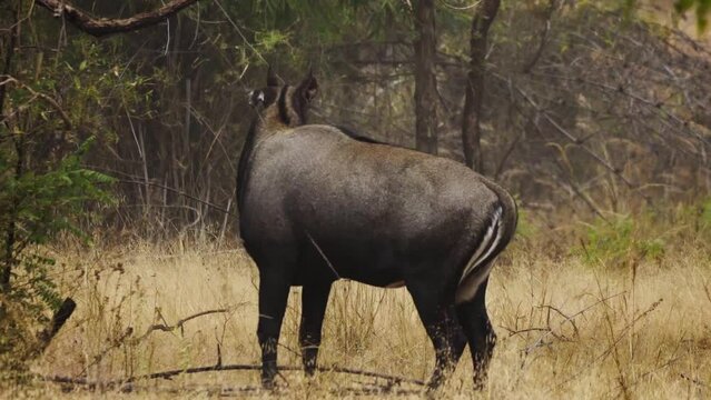 Incredible close-up of a huge male of wild nilgai (blue bull) eating in the jungle.