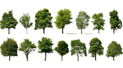 Set of Photorealistic Tree Collection on transparent background png