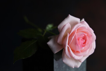 Romantica rosa recisa di colore rosa: primo piano, isolata su fondo nero - obrazy, fototapety, plakaty