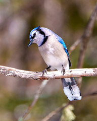 Blue Jay Photo and Image. Close-up perched on a branch with a blur soft background in the forest environment and habitat surrounding displaying blue feather plumage wings. Jay Picture. Portrait.