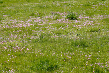 Blumenwiese, Hintergrundbild, Deutschland