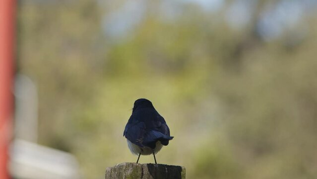 Willie Wagtail Hunting For Insects.