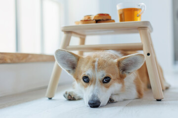 Dog and food. Corgi dog with breakfast, junk food, food. - 617362314