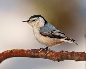 Nuthatch White breasted Photo and Image. Side view perched on a tree branch with a blur background in its environment and habitat surrounding.
