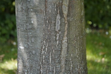 Tree trunk of Castanea sativa, the sweet chestnut, Spanish chestnut or just chestnut, is a species...