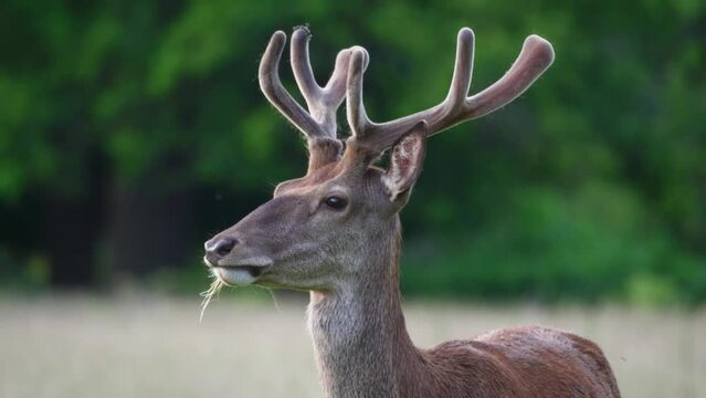 Small Antler Deer Eating Grass