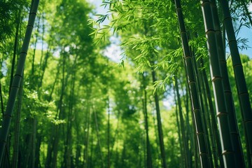 Fototapeta premium Majestic Giant Bamboo Trees Low-Angle Shot of a World Beneath the Canopy for world bamboo day. AI