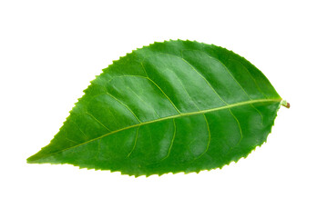tea leaf on transparent png