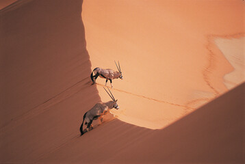 Oryx in Namibia