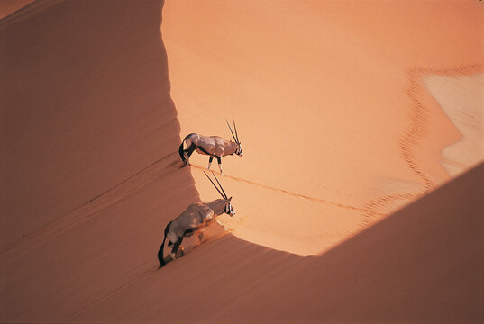 Oryx in Namibia