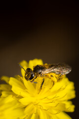 Makroaufnahme einer Stechfliege auf einer gelben Blüte sitzend