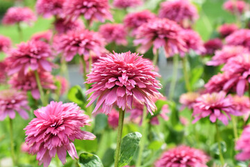 Obraz premium Pink echinacea blossom variety blooming in the garden