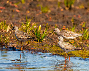 Common Sandpiper Photo and Image.  Sandpiper birds close-up side view foraging for food in a marsh environment and habitat with a blur foliage background.