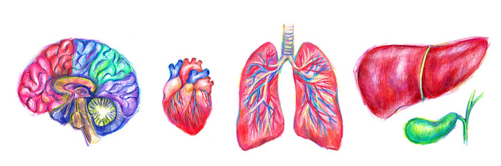 Human anatomy illustration. Internal organs colorful sketch