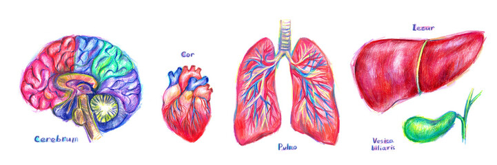 Human anatomy illustration. Internal organs colorful sketch