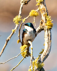 Swallow Photo and Image.  Close-up view perched on a moss branch witha blur background in its environment and habitat surrounding.