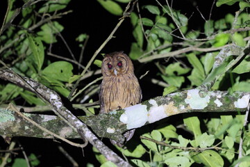 Jamaican owl (Asio grammicus) in Jamaica