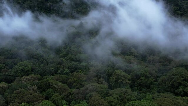 Aerial drone flying down a tropical, rain forest. Fog and green trees top view. Concept of beautiful mountain and landscape